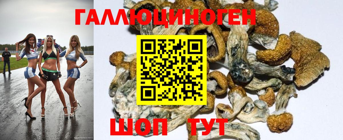 Борзя  Псилоцибиновые грибы Psilocybe  Вход с VPN 